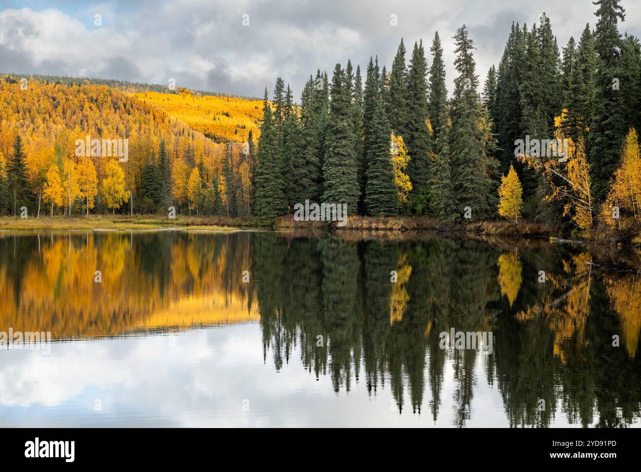 Herbstfarben; Chena River Recreation Area; Herbstfarbe; Beaver Pond; Alaska Stockfoto