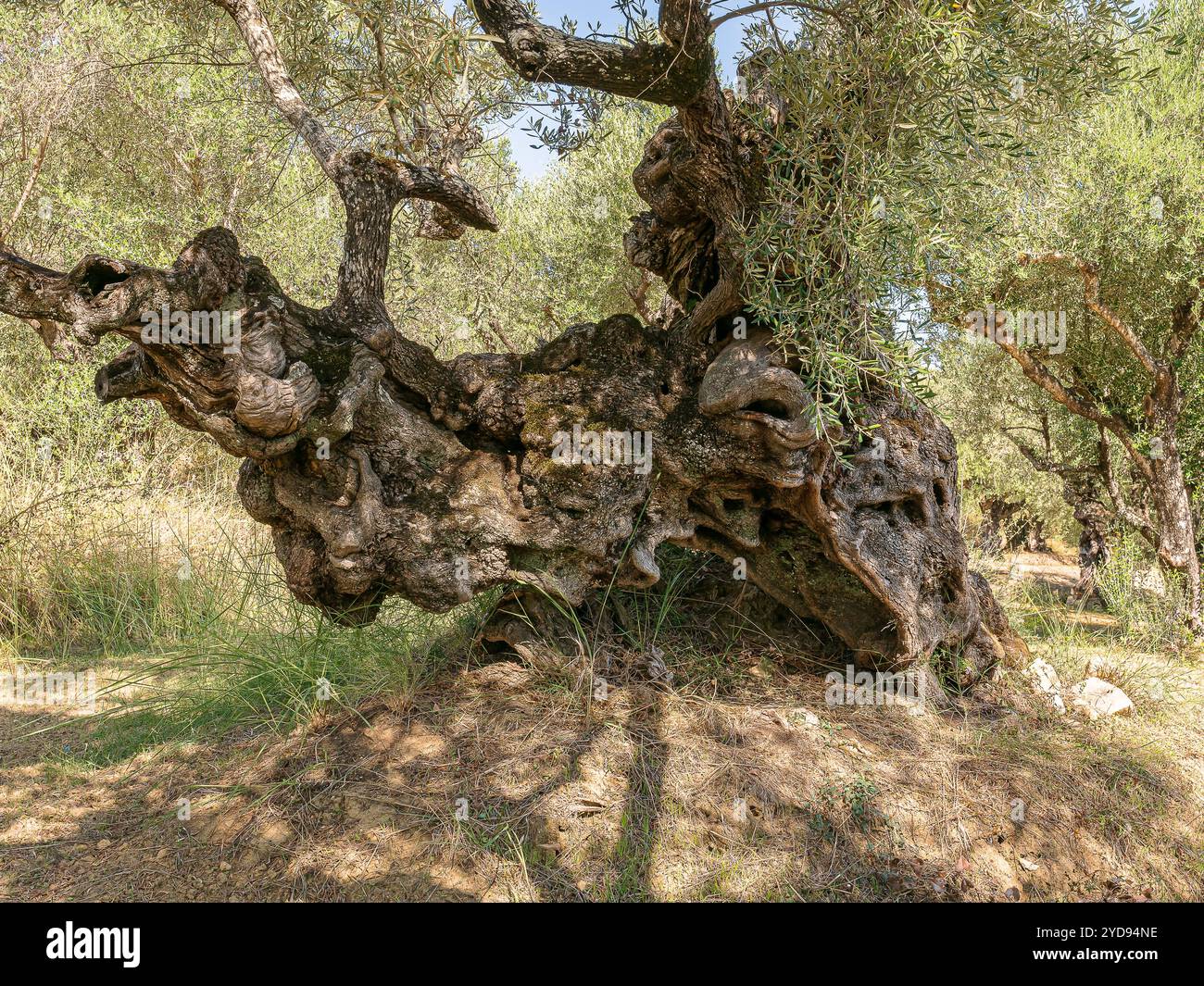 Sehr alter olivenbaum -Fotos und -Bildmaterial in hoher Auflsung  Alamy
