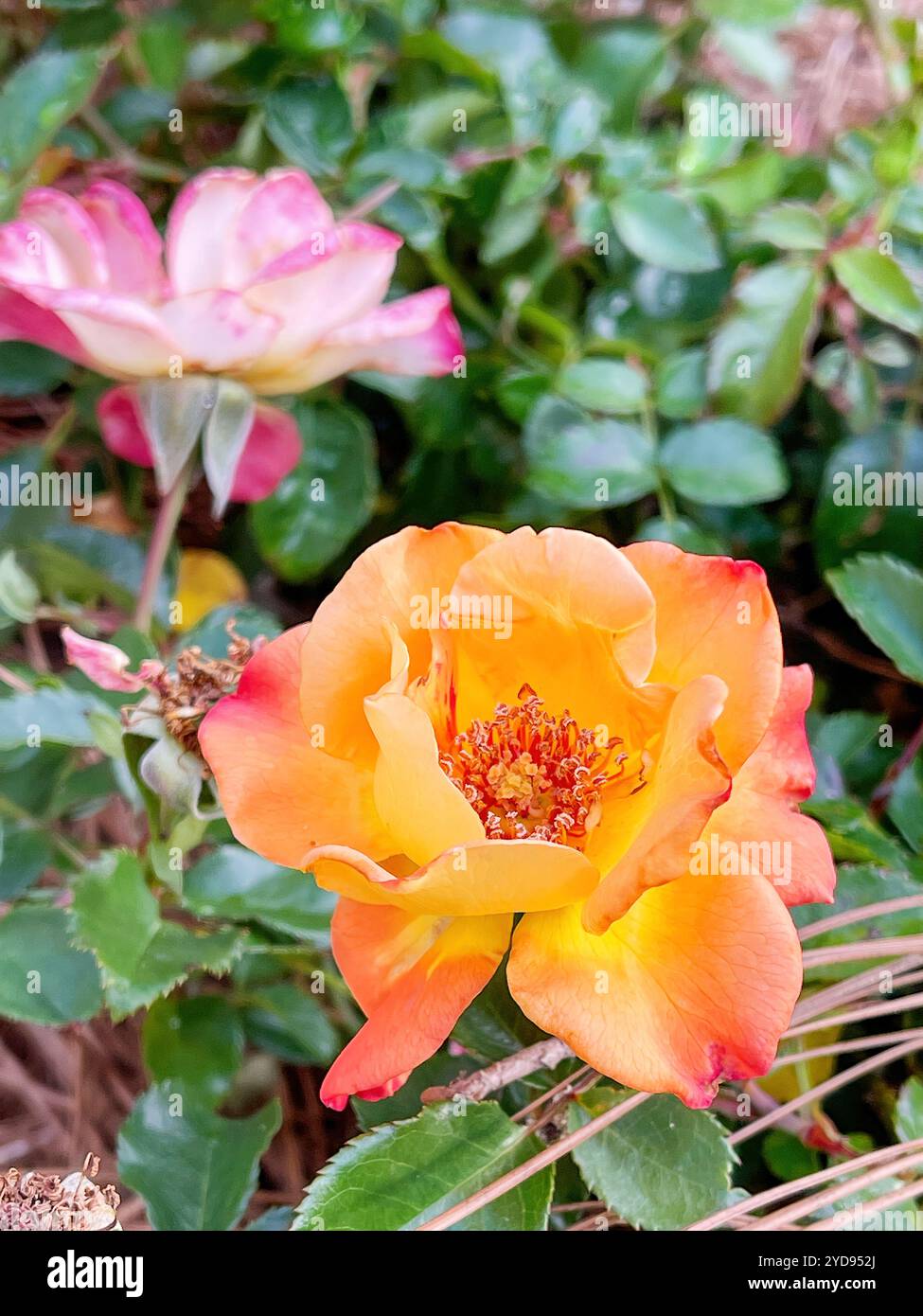 Petite Size farbenfroher Rosenbusch in leuchtendem Orange. Die Pflanze wird etwa zwei Meter hoch. Stockfoto