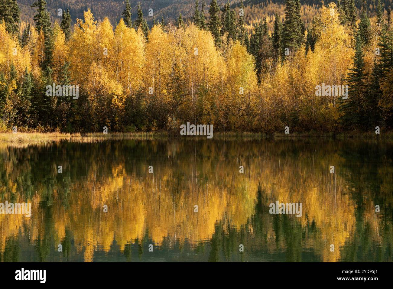 Herbstfarben; Chena River Recreation Area; Herbstfarbe; Beaver Pond; Alaska Stockfoto