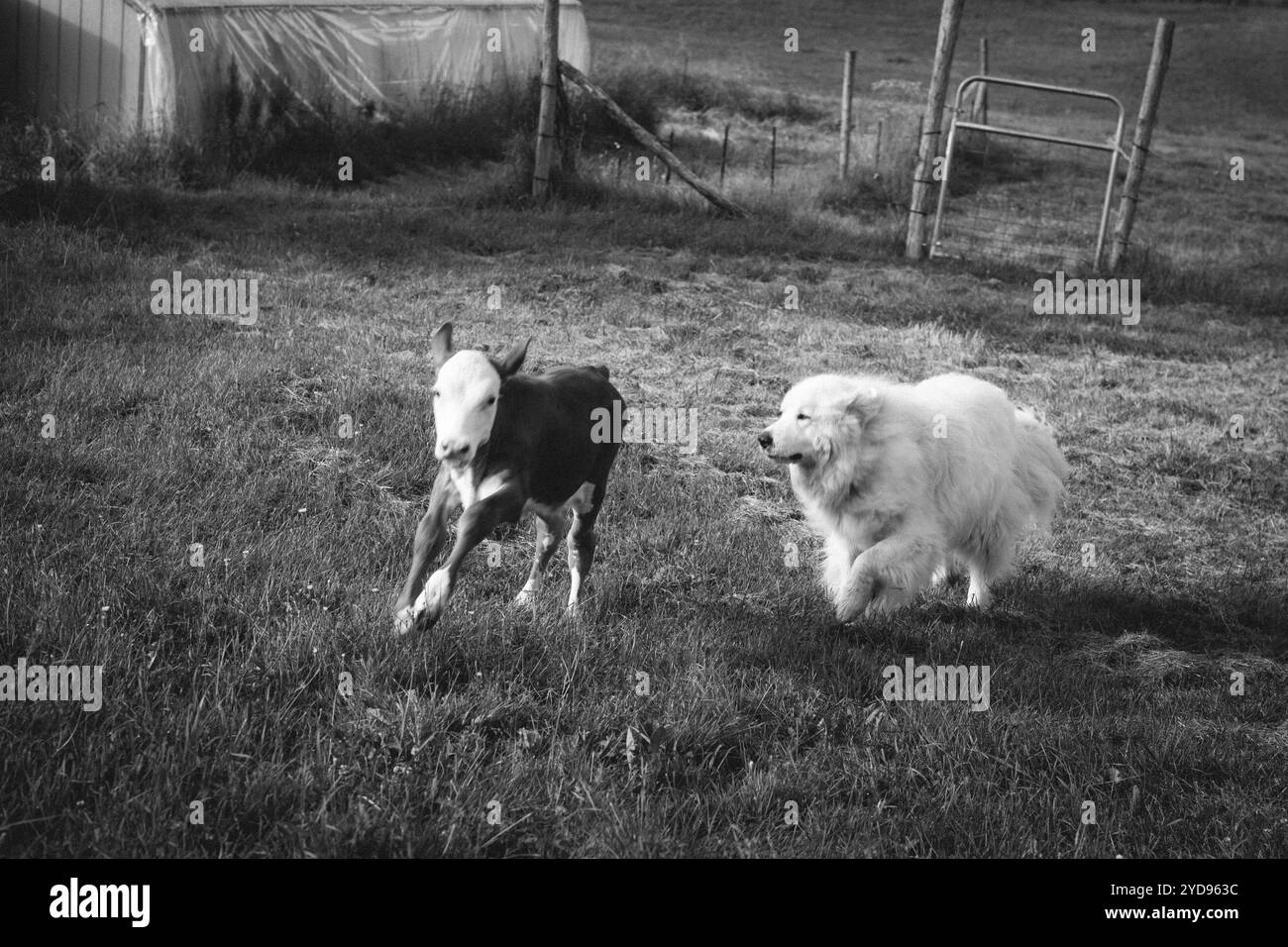 Schwarzweiß-Foto: Hund, der Kälber hütet Stockfoto