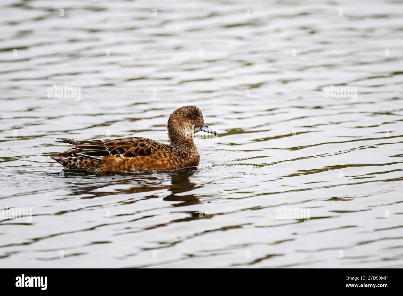 Feale Wigeon Ente, Mareca penelope, schwimmt auf einem See Stockfoto