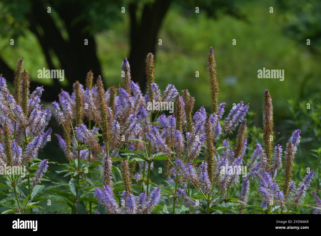 Kandelaber Speedwell Stockfoto