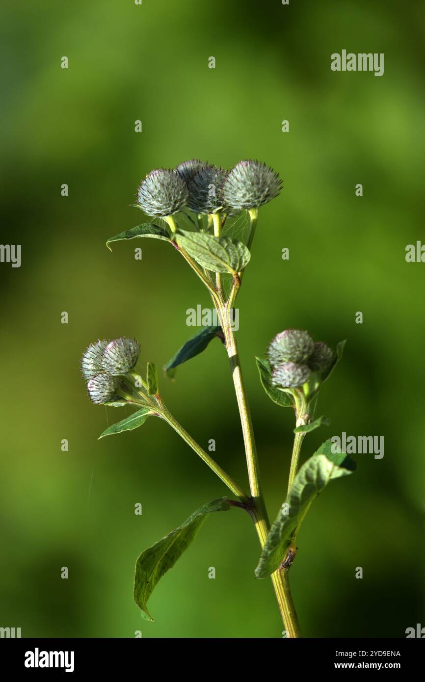 Filzklette Stockfoto