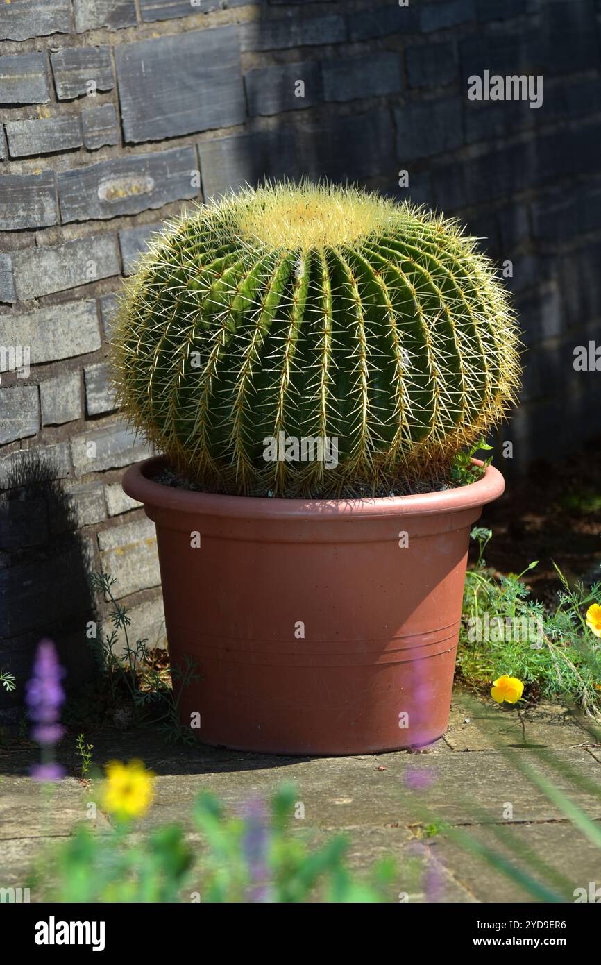 Echinocactus grusonii Stockfoto