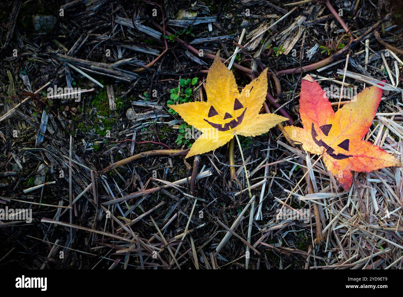 Zwei Herbstblätter mit der Zeichnung eines halloween Kürbisgesichts. Herbsthintergrund mit Kopierraum. Stockfoto