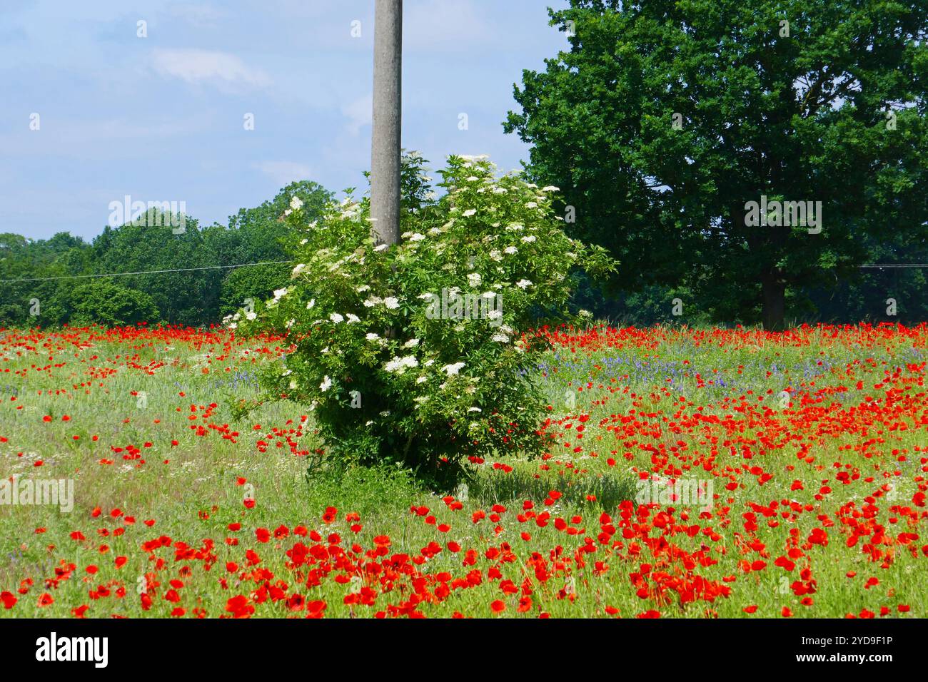 Elektrizitätspylon in einem Mohnfeld Stockfoto