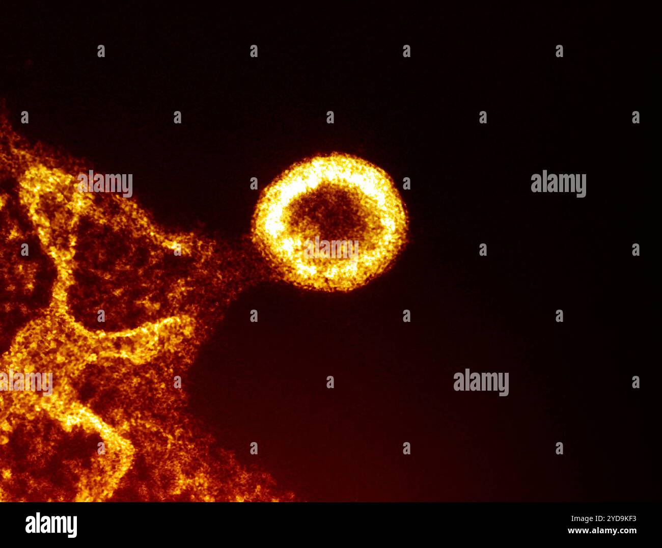 Kolorierter Transmissionselektronenmikrograph eines HIV-1-Viruspartikels rund/sphärisch aus der Plasmamembran einer infizierten H9-T-Zelle. HIV-1 Viruspartikel 016867_221 Stockfoto