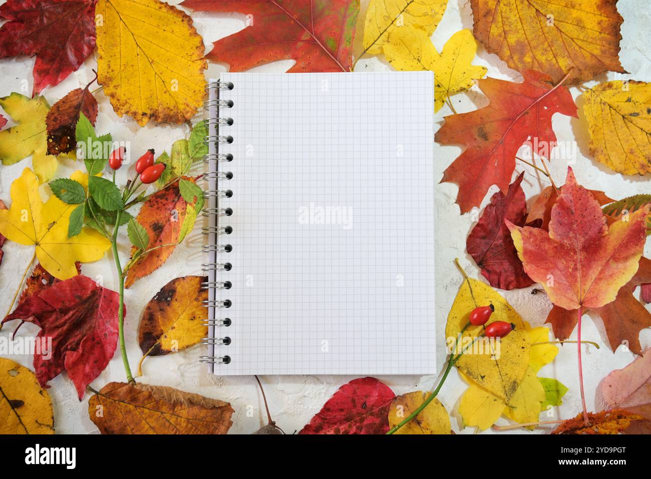 Leeres Spiralnotizbuch zwischen Herbstlaub in Rot, Orange und Gold, Herbstmotiv, Kopierraum, Hochwinkelansicht von oben, ausgewählter Fokus Stockfoto