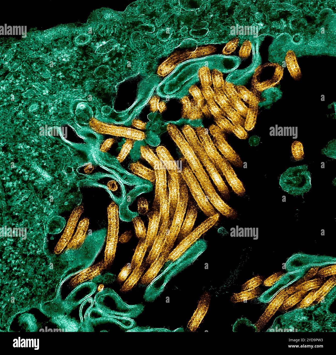 Colorierte Transmissions-Elektronenmikrograph von Ebola-Virus-Partikeln Gold fand sowohl extrazellulär als auch Knospen von chronisch infizierten afrikanischen grünen Affen-Nierenzellen grüne Ebola-Virus-Partikel 016867 107 Stockfoto