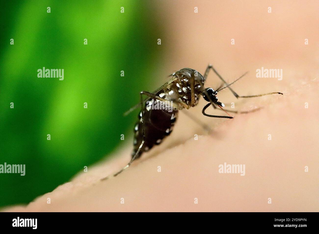 Vergrößertes Bild einer Aedes aegypti-Mücke, die eine Blutmahlzeit einnimmt. Gefangen von Dr. Laura Willen am NIAIDs Laboratory of Malaria and Vector Research in Bethesda, Maryland. Aedes Mosquito 016867 126 Stockfoto