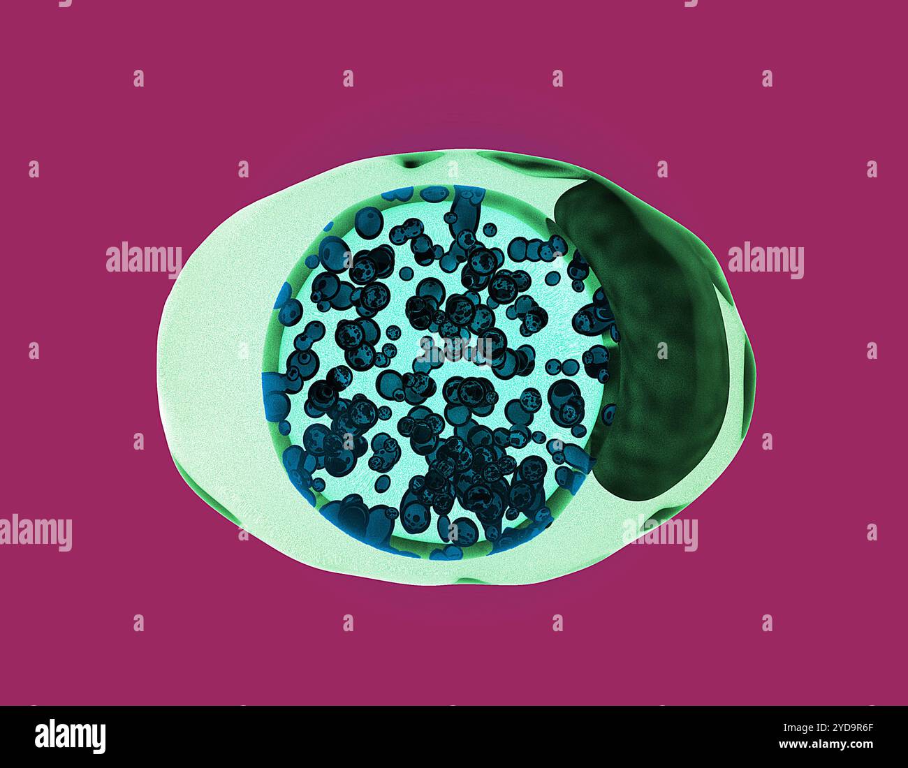 Abbildung einer Chlamydien-infizierten Zelle. Chlamydia trachomatis-Bakterien, die durch kleine dunkle sphärische Formen dargestellt werden, die blau gefärbt sind, entwickeln sich innerhalb eines Membran-umschlossenen &Ziteinschlusskörpers.&Quot die dunkelgrüne Form auf der rechten Seite der Zelle bezeichnet den Kern. Chlamydien 016867 149 Stockfoto