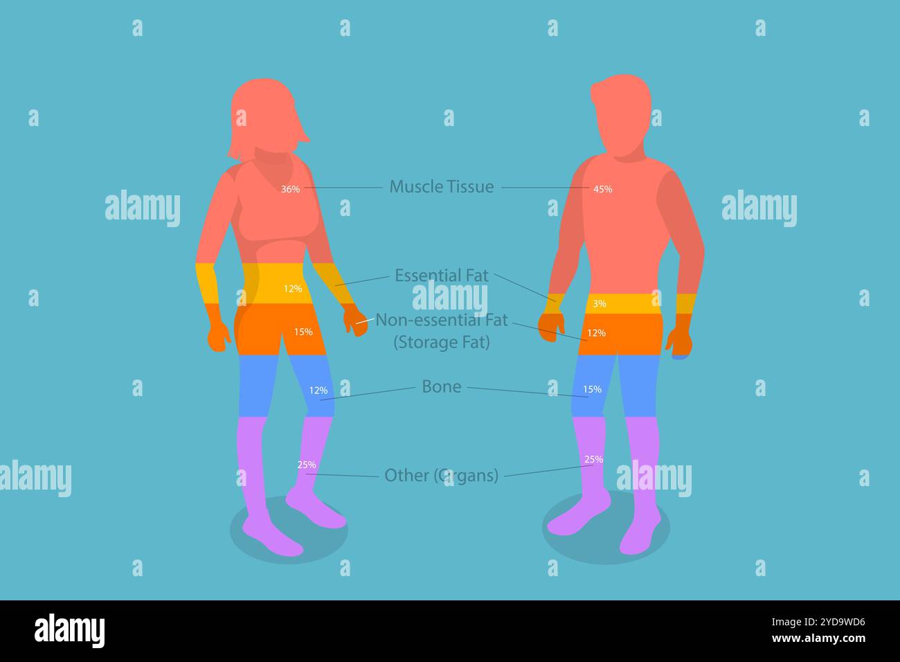 3D Isometric Flat Conceptual Illustration of Composition of the Human Body, Educational Diagram 3D Isometric Flat Conceptual I Stockfoto