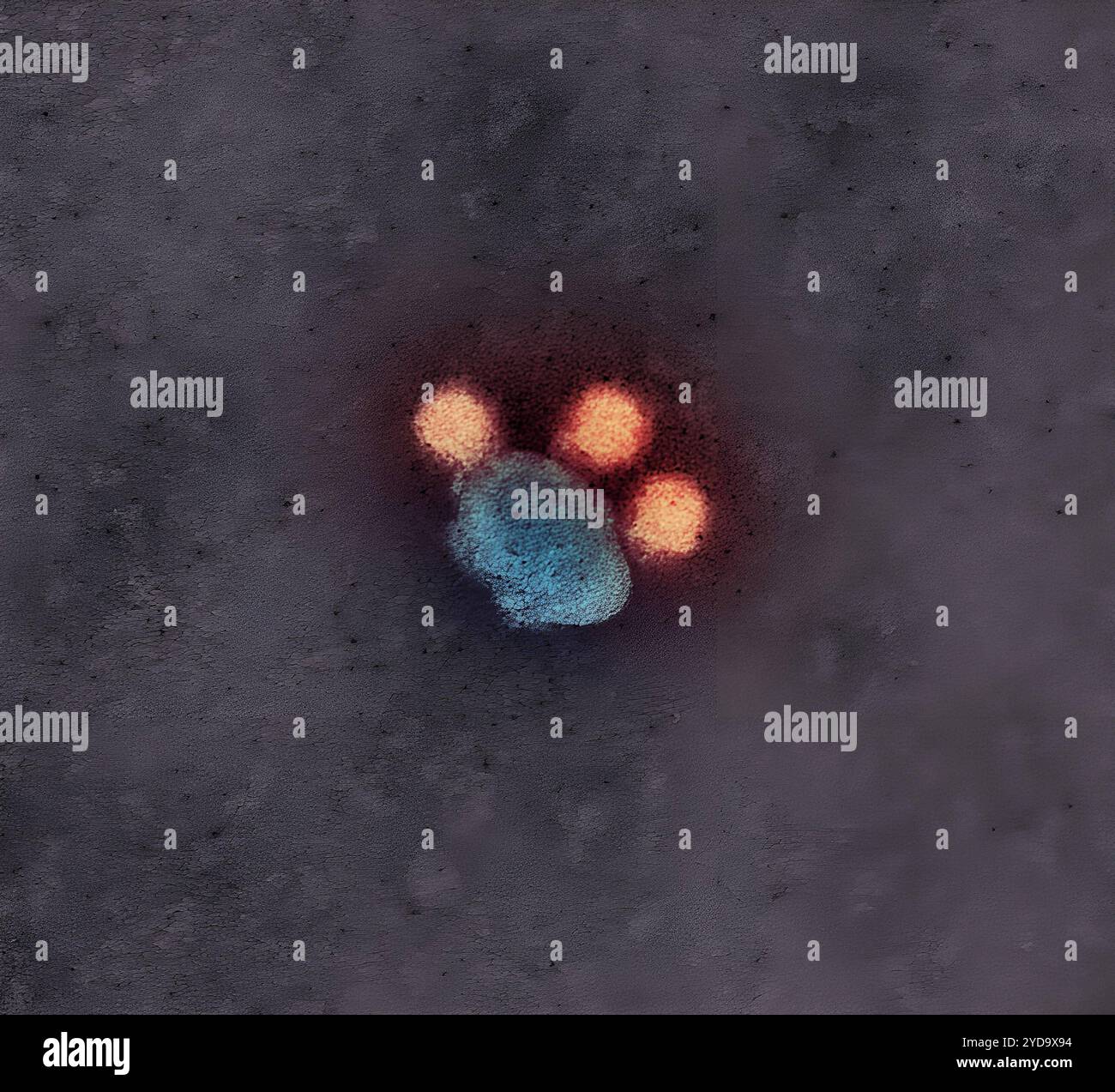 Kolorierte Transmissionselektronenmikrographie negativ-gefärbter Zika-Viruspartikel rot. Zika Virus Particles 016867_505 Stockfoto