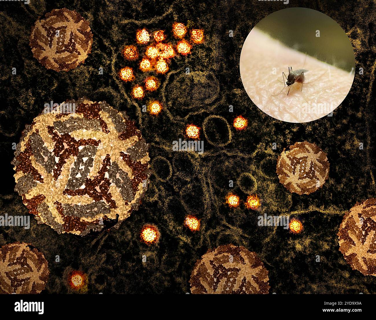 Kunstwerk mit Biss durch eine Culex-Mücke, die West Nil Virus 3D Cryo-EM übertragen kann. Rekonstruktionen des West-Nil-Virus und ein Transmissions-Elektronenmikroskop von West-Nil-Viruspartikeln, die sich im Zytoplasma einer infizierten VERO-E6-Zelle replizieren. West Nil Virus 016867_499 Stockfoto