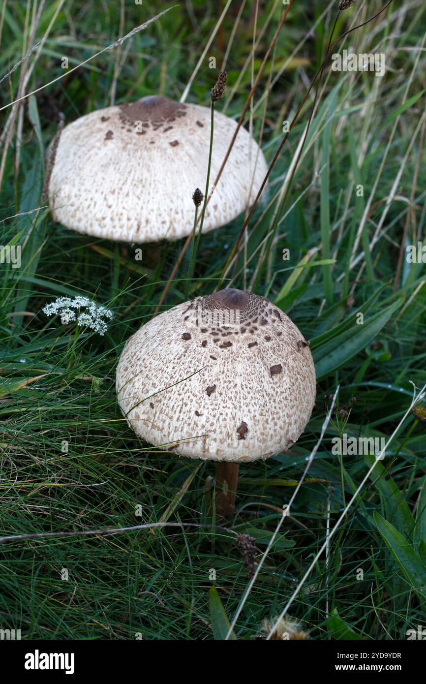 Macrolepiota procera Parasol Pilz, Cap Pilz, Essbare Pilze, Wildfuttermittel Stockfoto