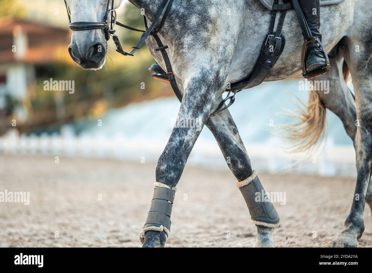 Die Nahaufnahme fängt ein nicht erkennbares Pferd in der Reitarena ein und konzentriert sich dabei auf die Stiefel des Reiters, die fest auf den Steigbügeln liegen. Das Bild wird hervorgehoben Stockfoto