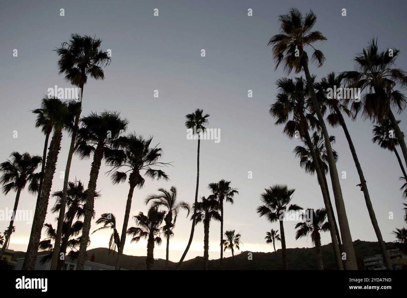 Palmen in Avalon auf Catalina Island, Los Angeles, Kalifornien, USA Stockfoto