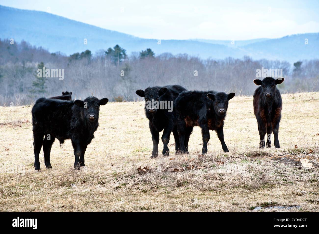 Vier Bauernkühe machen eine Pause vom Gras, um die Kamera auf einem Feld in der Nähe von Lexington, VA, zu betrachten. Stockfoto
