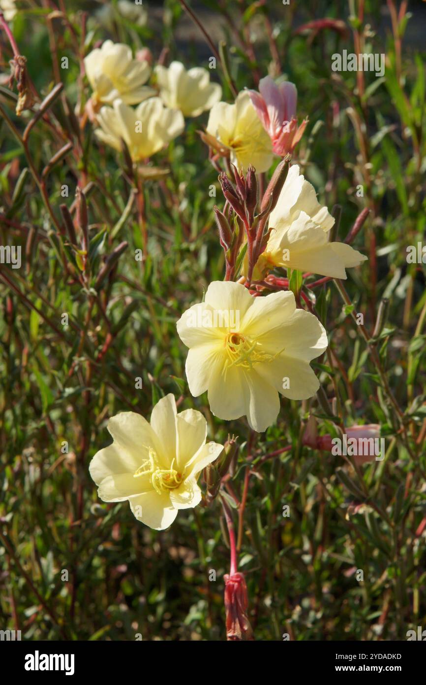 Oenothera odorata, duftende Nachtkerze Stockfoto