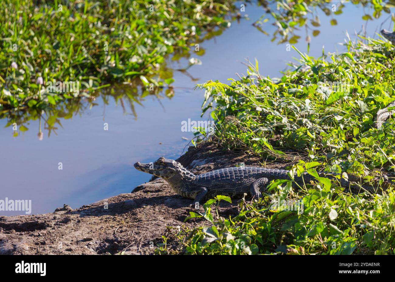 Alligator in Brasilien Stockfoto