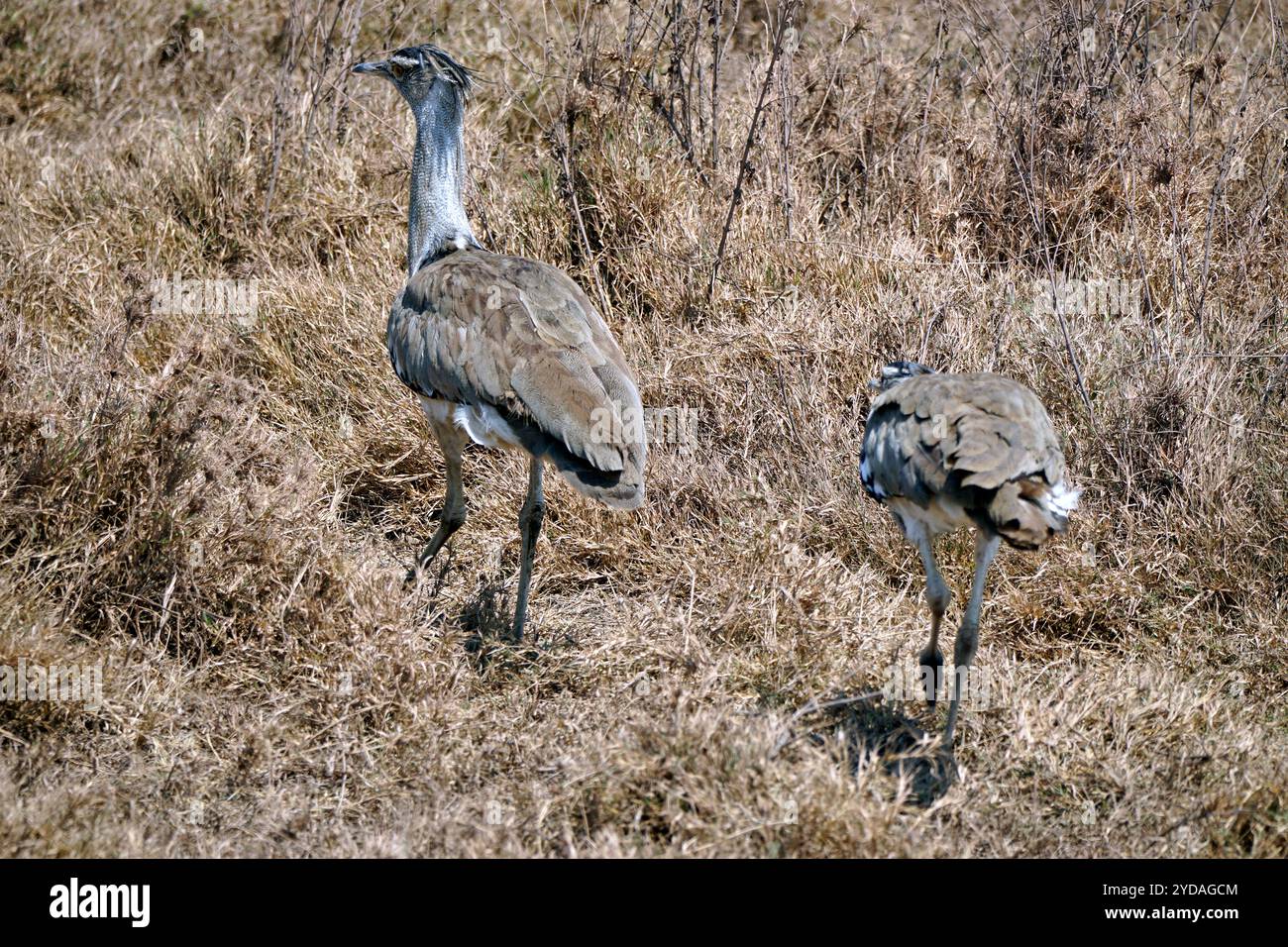 Tolle Trappe im serengeti Park in tansania Stockfoto