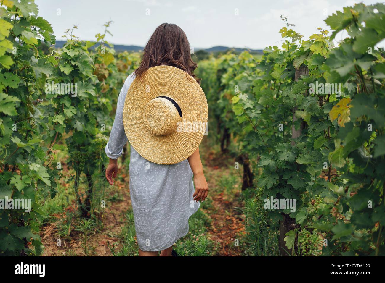 Attraktives Brünette Mädchen in elegantem Kleid und Sonnenbrille spaziert durch den Weinberg Stockfoto