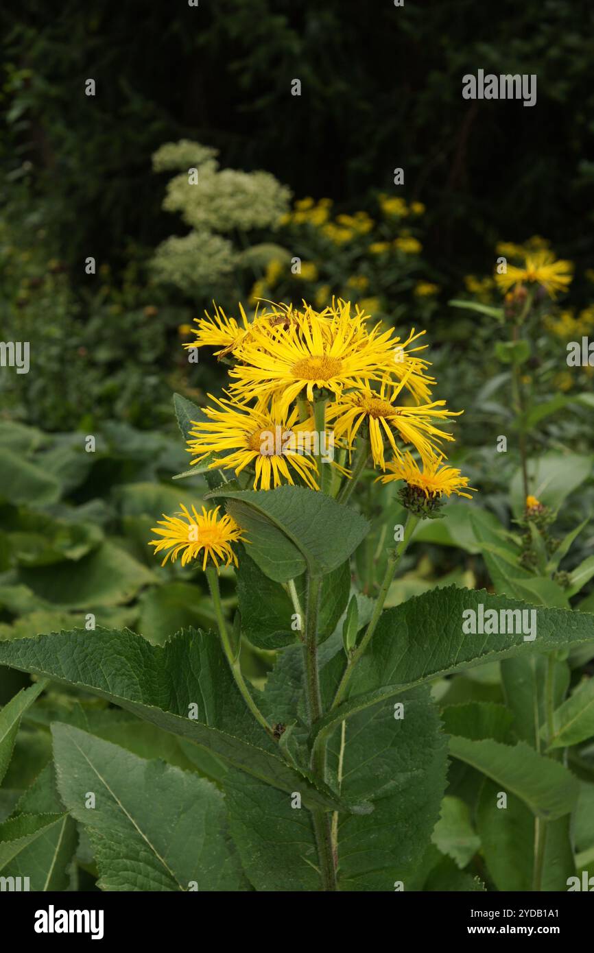 Inula magna, riesiger fleabane Stockfoto