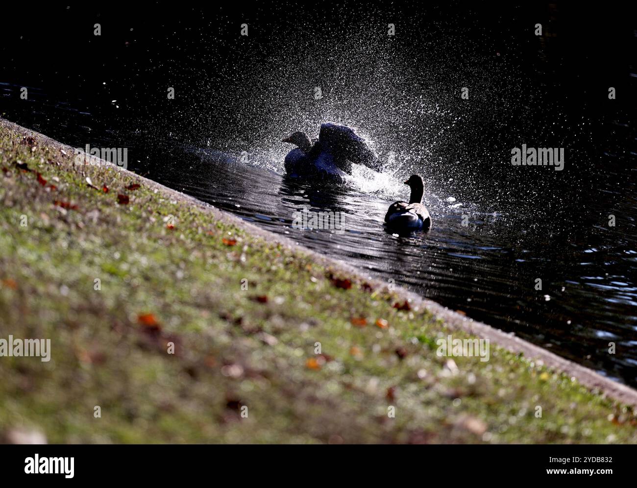 Peking, Großbritannien. Oktober 2024. Wasservögel werden im Regent's Park in London, Großbritannien, am 24. Oktober 2024 gesehen. Quelle: Li Ying/Xinhua/Alamy Live News Stockfoto