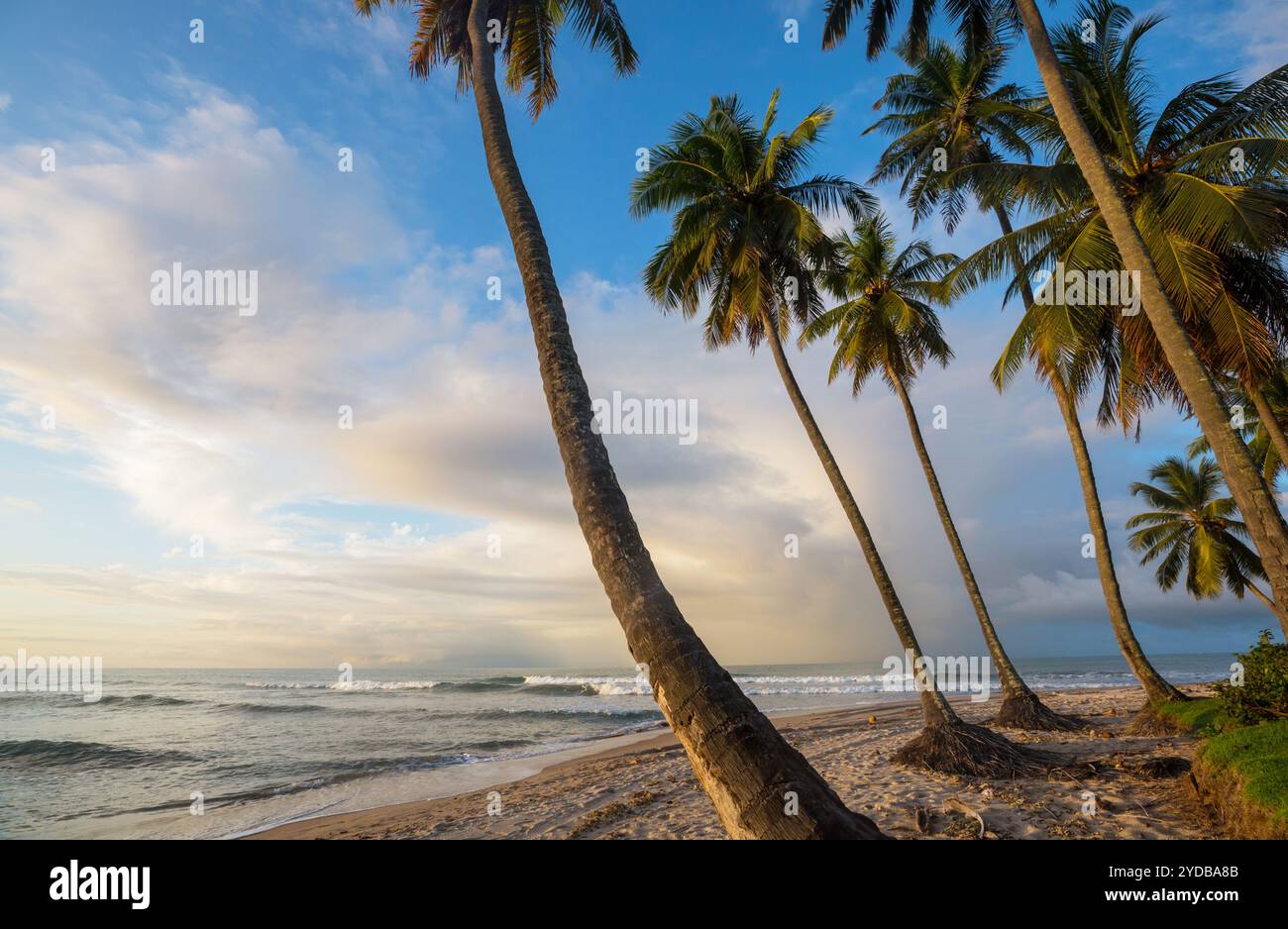 Tropischer Strand Stockfoto