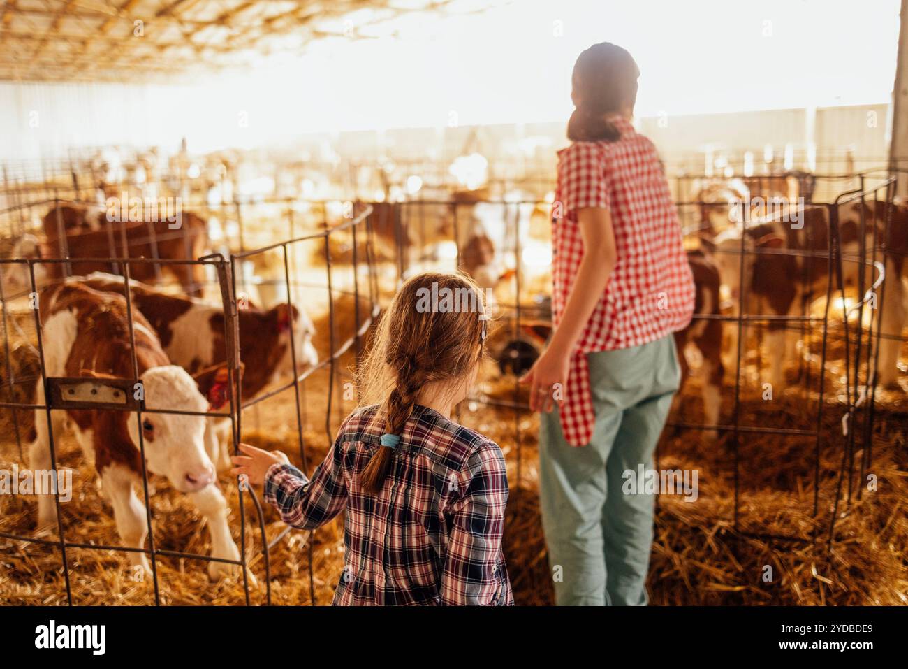 Das kleine Mädchen und ihre Schwester im Teenageralter in lässigen Klamotten streicheln Kälber im Kuhstall. Niedliche Kinder kümmern sich um Haustiere auf der Farm in Stockfoto