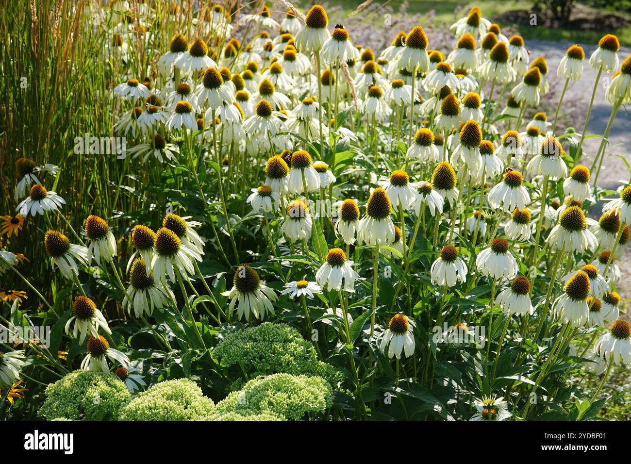 Rudbeckia White Swan, weißer Coneflower Stockfoto