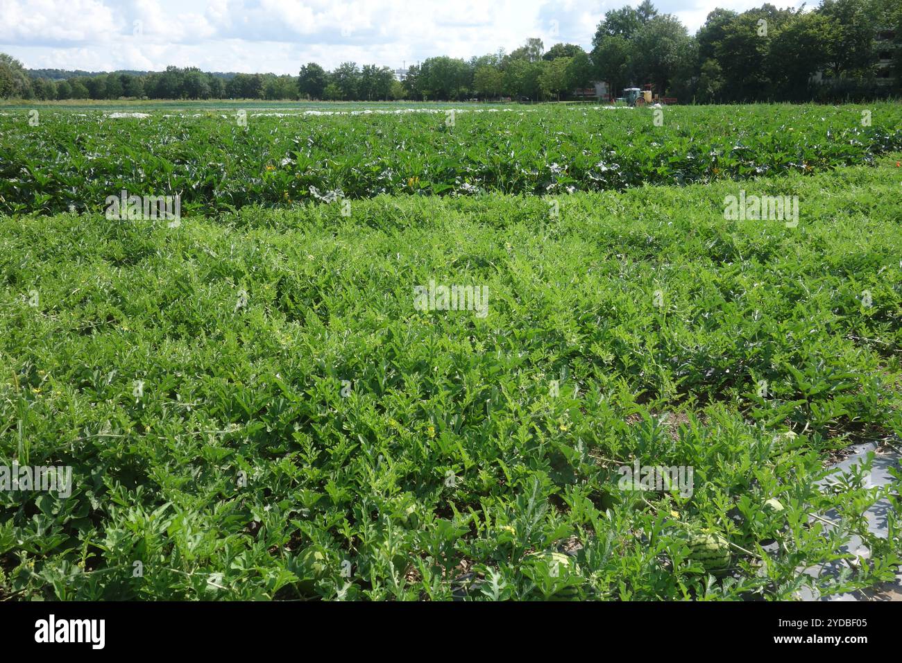 Citrullus lanatus, Watermelo Stockfoto