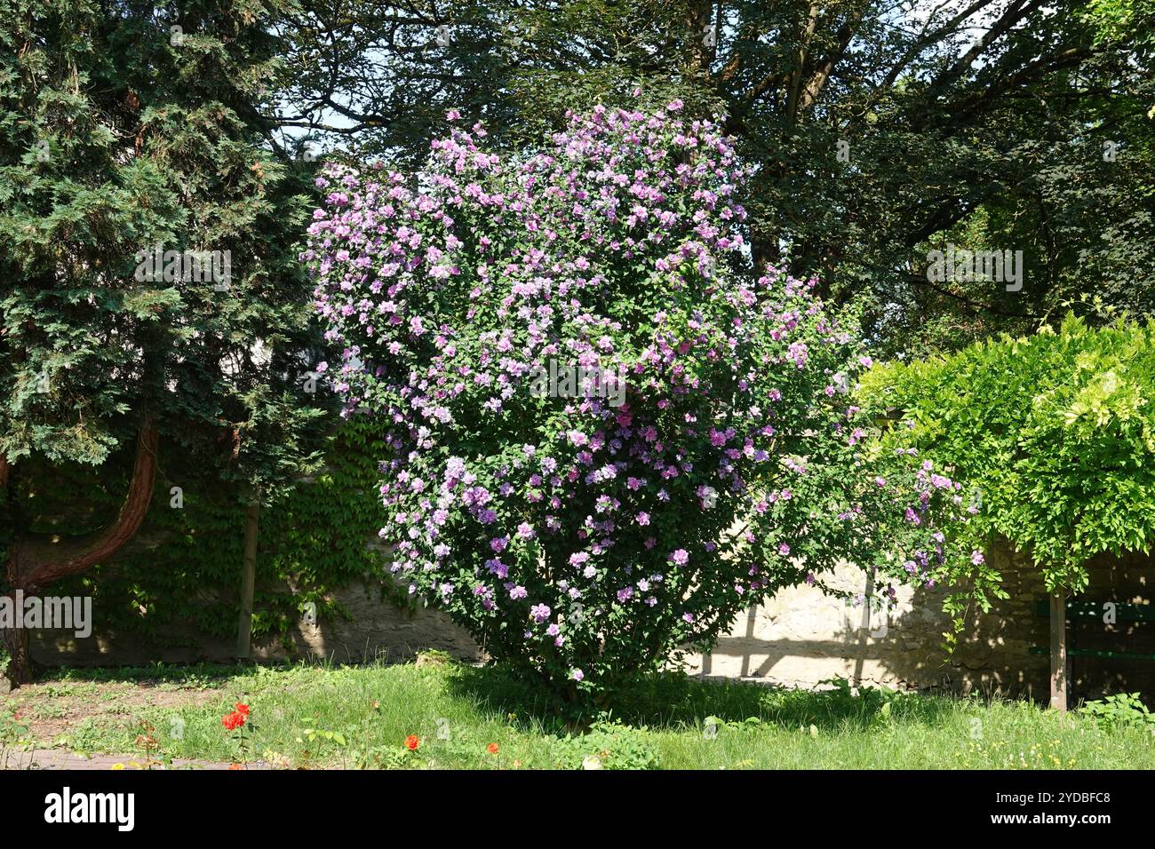Hibiscus syriacus Stockfoto