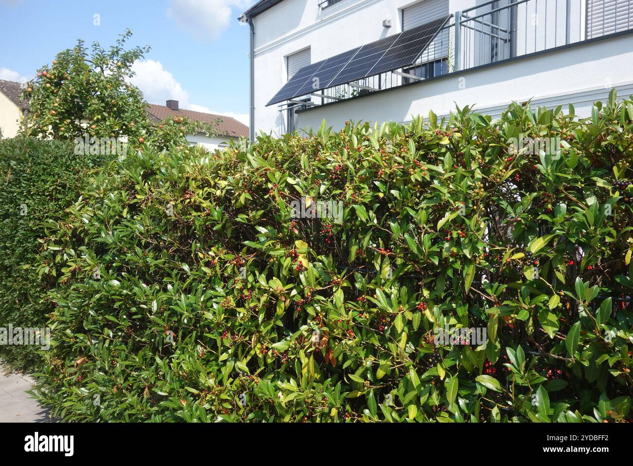 Prunus laurocerasus, Lorbeerkirsche Stockfoto