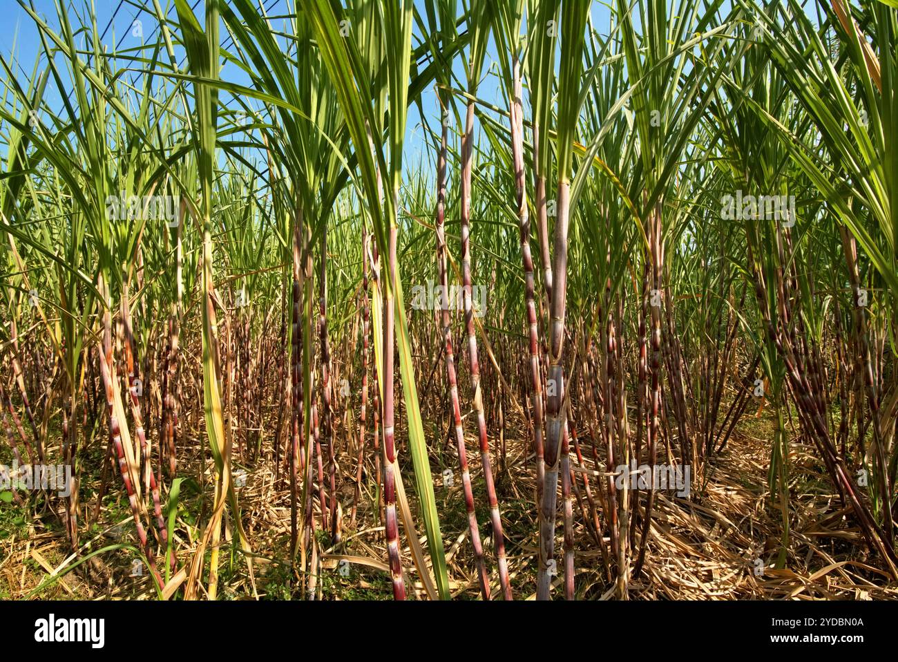 Zuckerrohrpflanze auf einer Plantage am Straßenrand in Karanganyar, Zentral-Java, Indonesien. Stockfoto