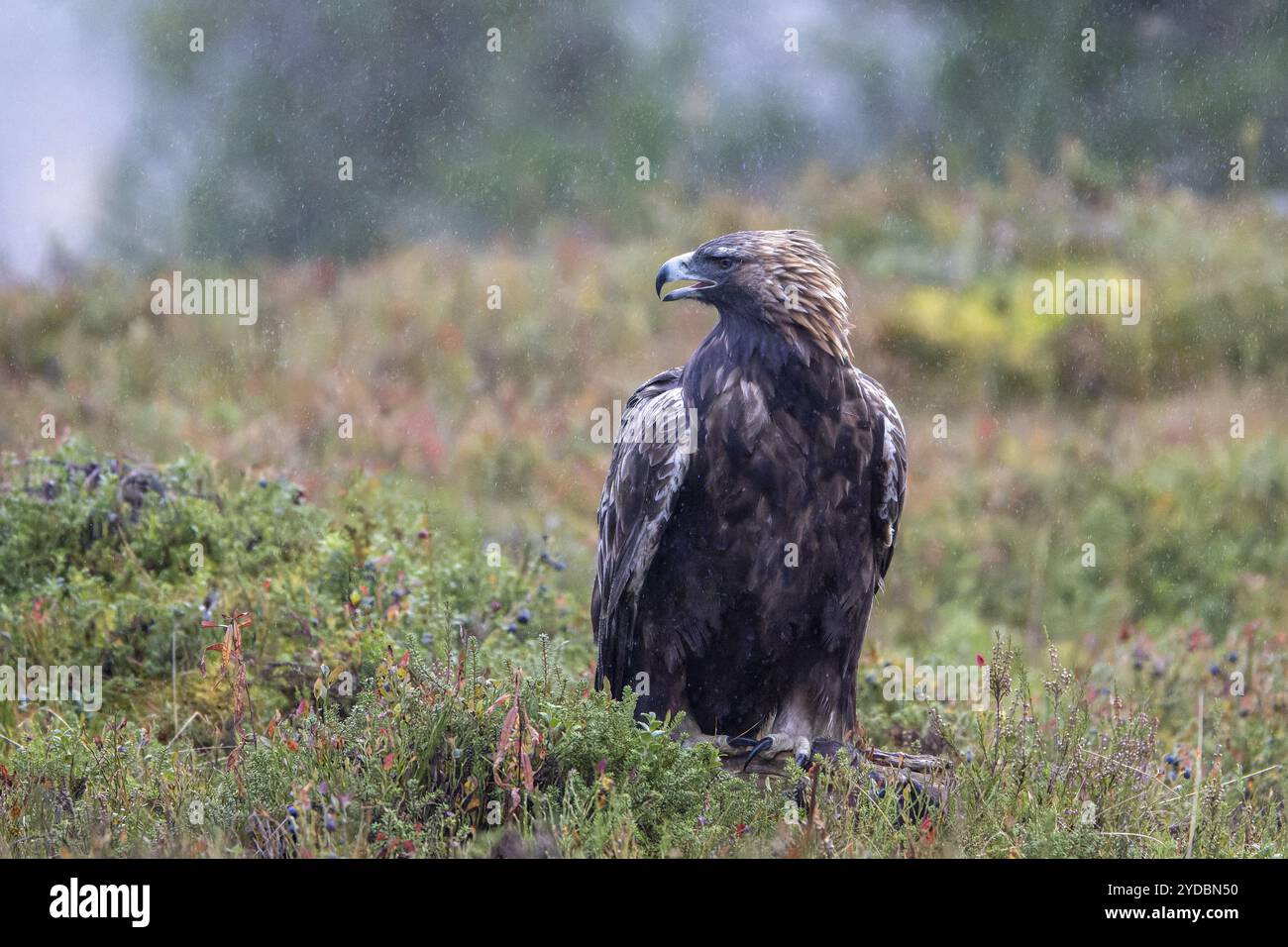 Goldenadler (Aquila chrysaetos), sitzt auf einer Herbstwiese im Regen, Oulanka Nationalpark, Kuusamo, Lappland, Finnland, Europa Stockfoto