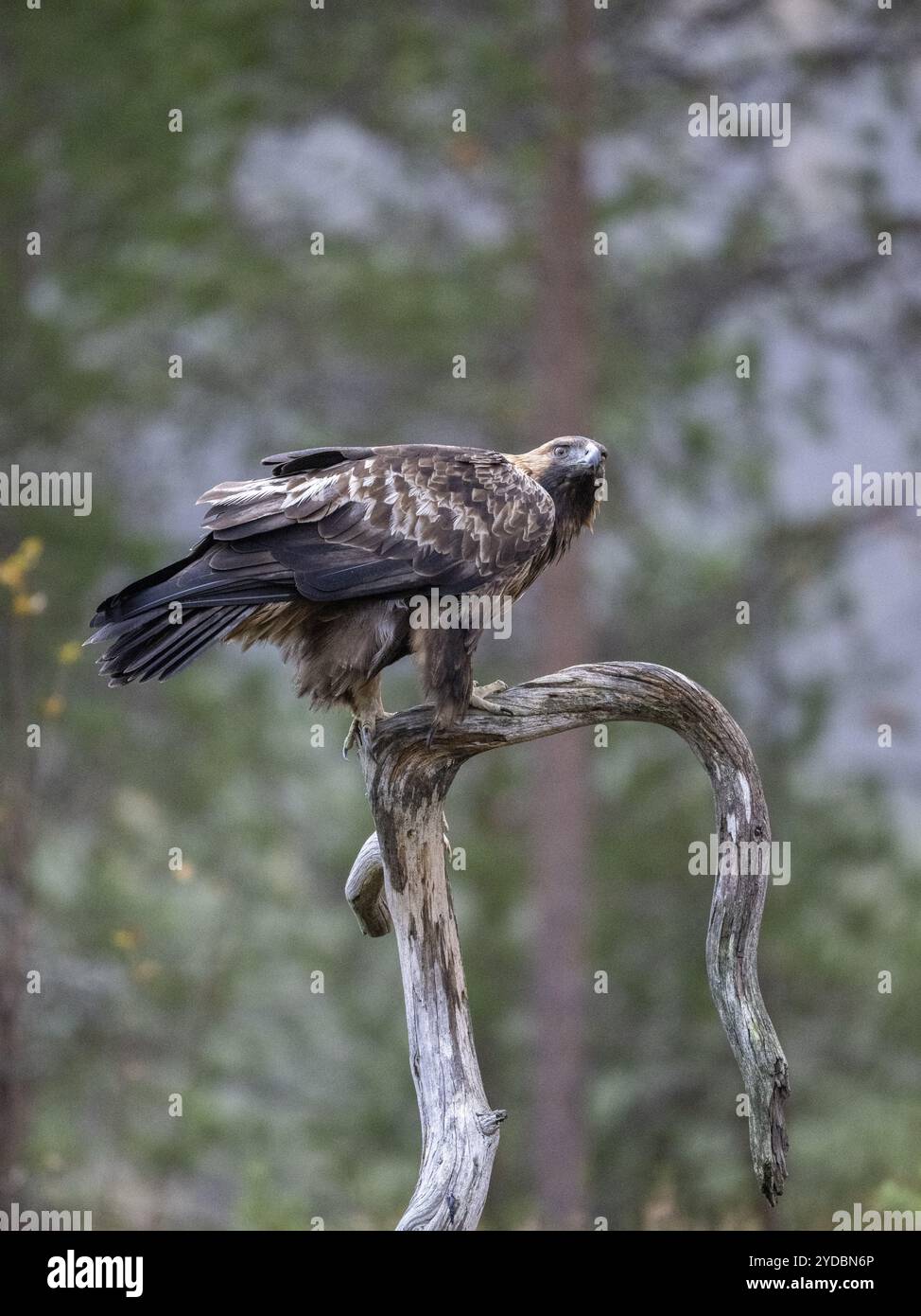 Goldenadler (Aquila chrysaetos), auf einem Zweig sitzend, Oulanka-Nationalpark, Kuusamo, Lappland, Finnland, Europa Stockfoto