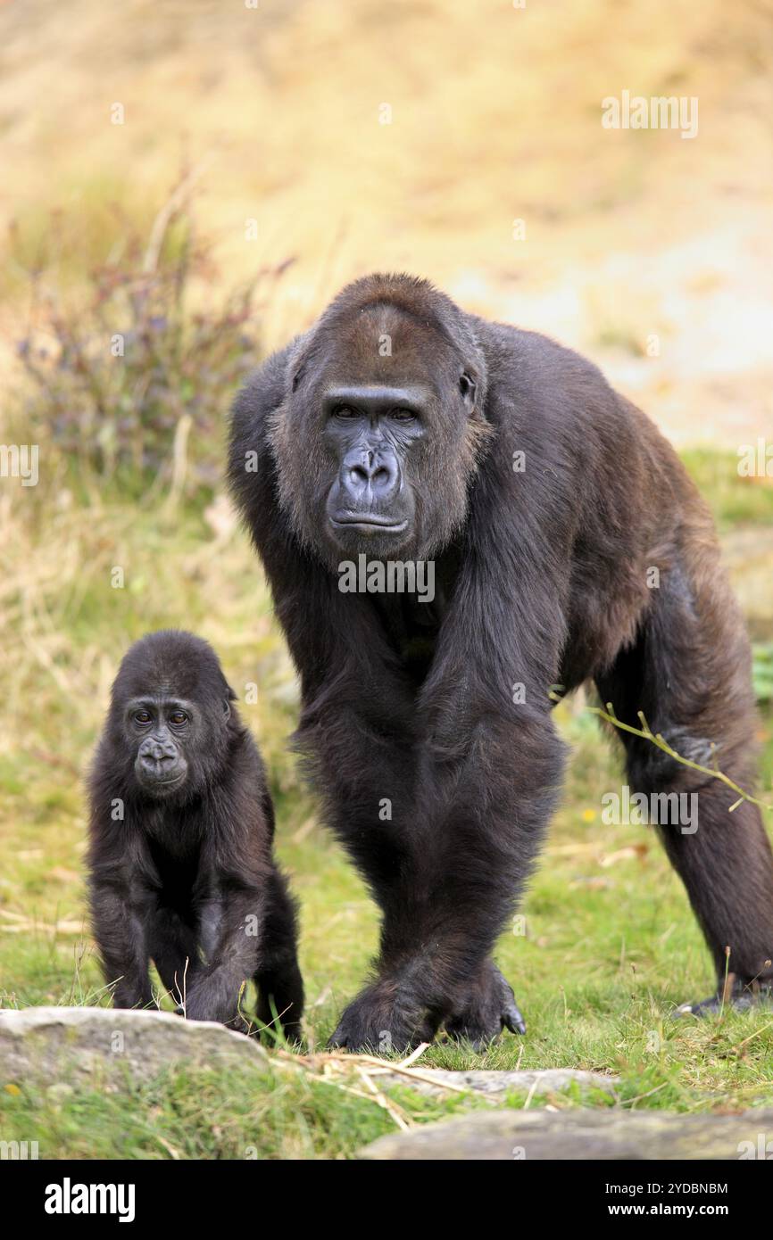 Westlicher Gorilla (Gorilla Gorilla), Erwachsene, weibliche, Jugendliche, soziales Verhalten Stockfoto