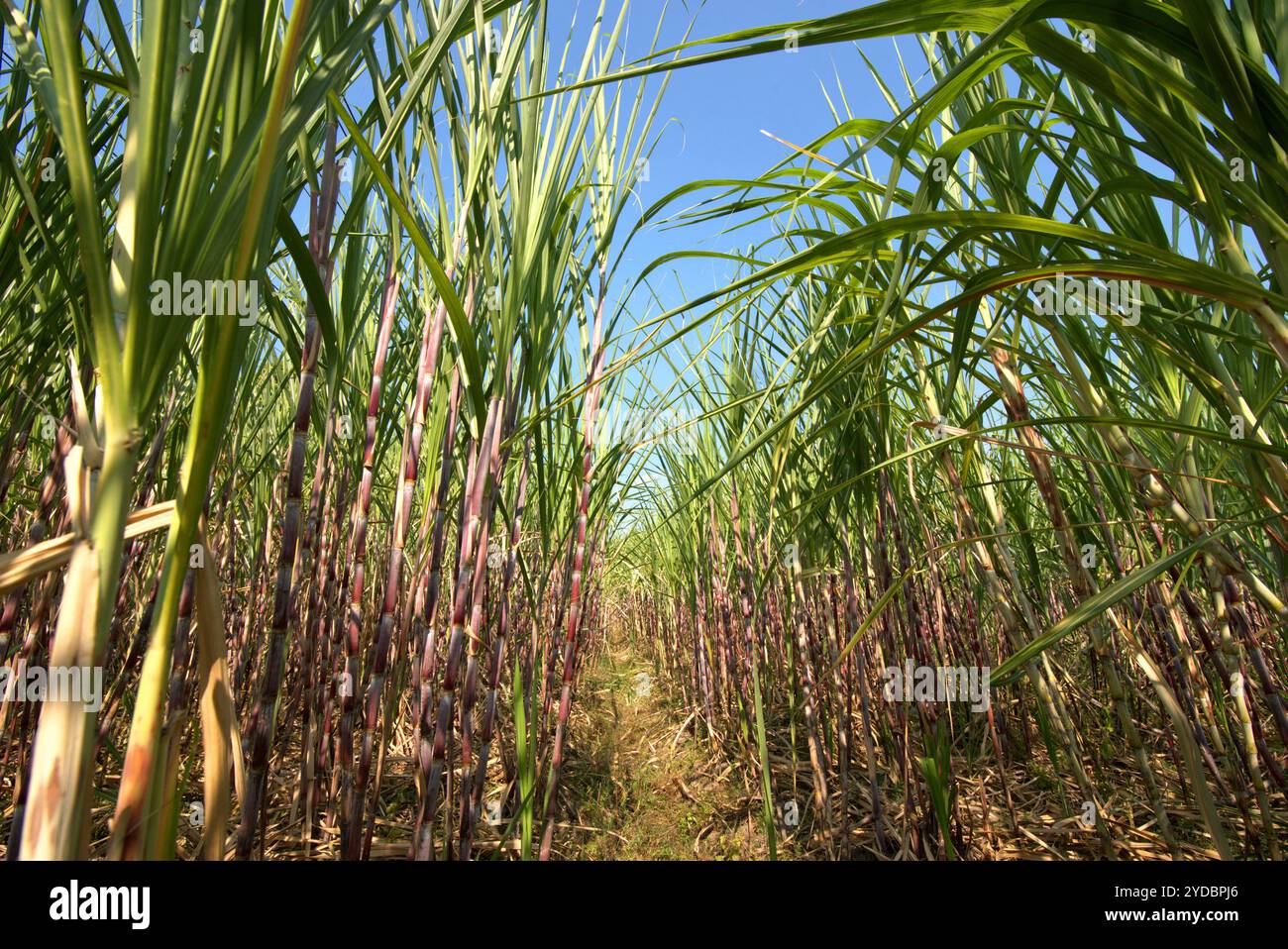 Zuckerrohrpflanze auf einer Plantage am Straßenrand in Karanganyar, Zentral-Java, Indonesien. Stockfoto