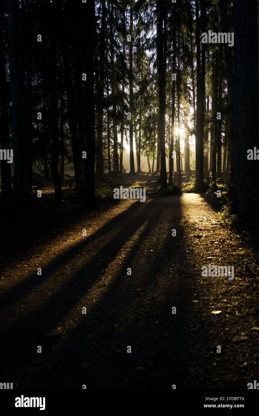 Goldenes Sonnenlicht zieht am frühen Morgen durch hohe Bäume Stockfoto