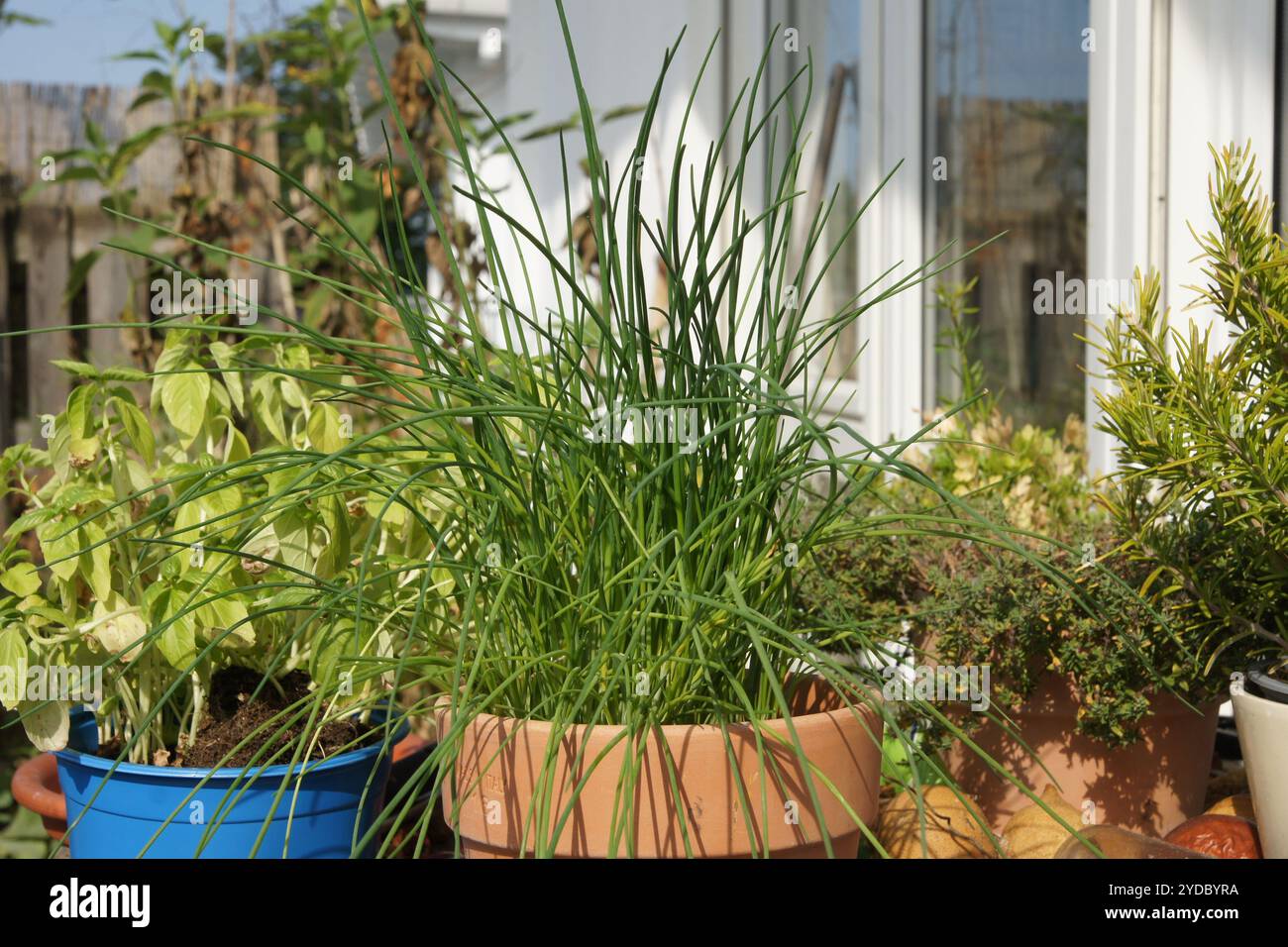 Allium schoenoprasum, Schnittlauch Stockfoto