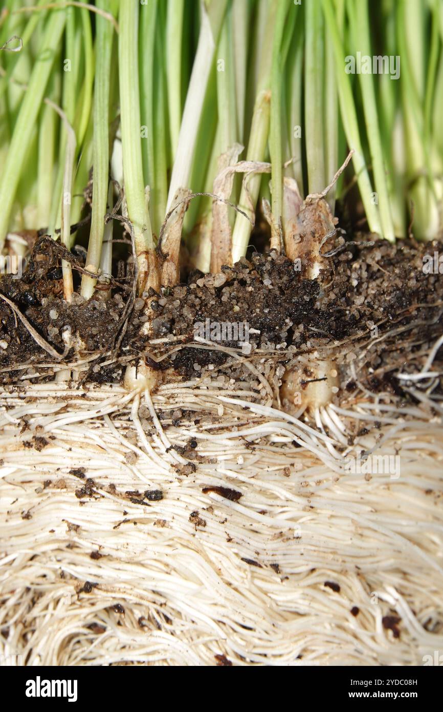 Allium schoenoprasum, Schnittlauch, Zwiebeln Stockfoto