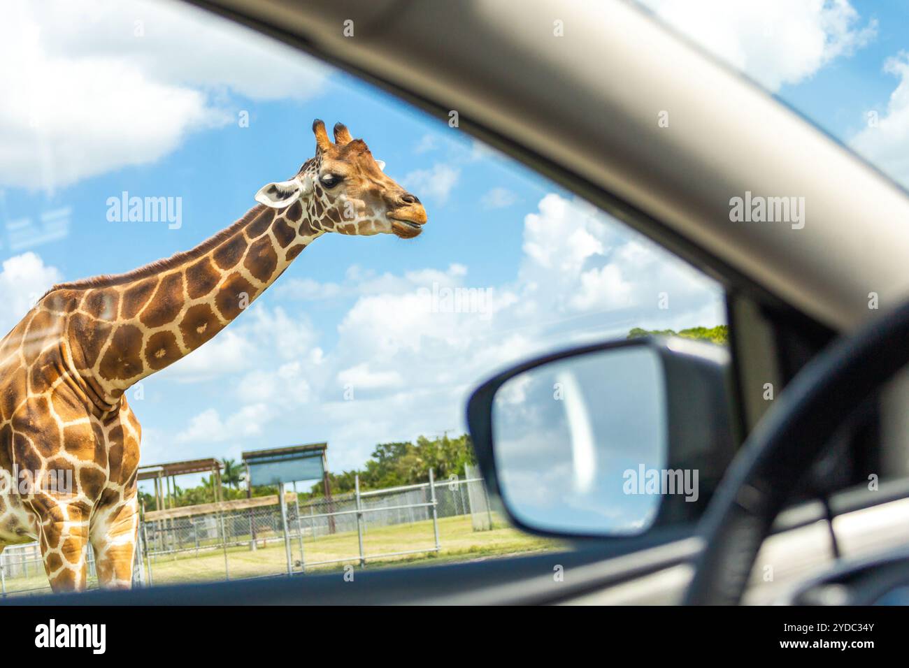 Florida, USA - 19. September 2019: Lion Country Safari Fahrt durch den Park in West Palm Beach Florida. Autos, die in der Nähe von Giraffen fahren Stockfoto