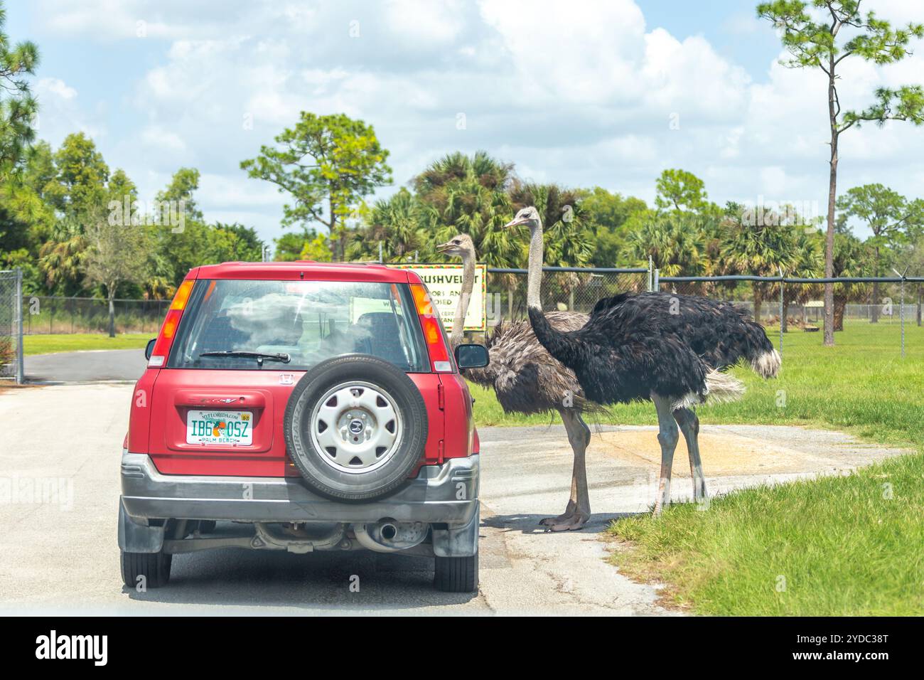 Florida, USA - 19. September 2019: Lion Country Safari Fahrt durch den Park in West Palm Beach Florida. Autos, die in der Nähe von Tieren fahren Stockfoto