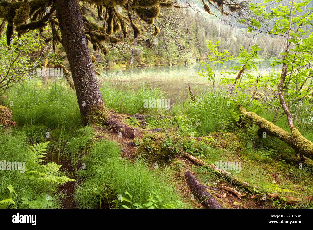 Chugach National Forest, Portage Valley, Alaska, USA Stockfoto