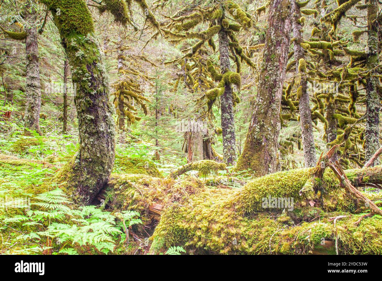 Chugach National Forest, Portage Valley, Alaska, USA Stockfoto