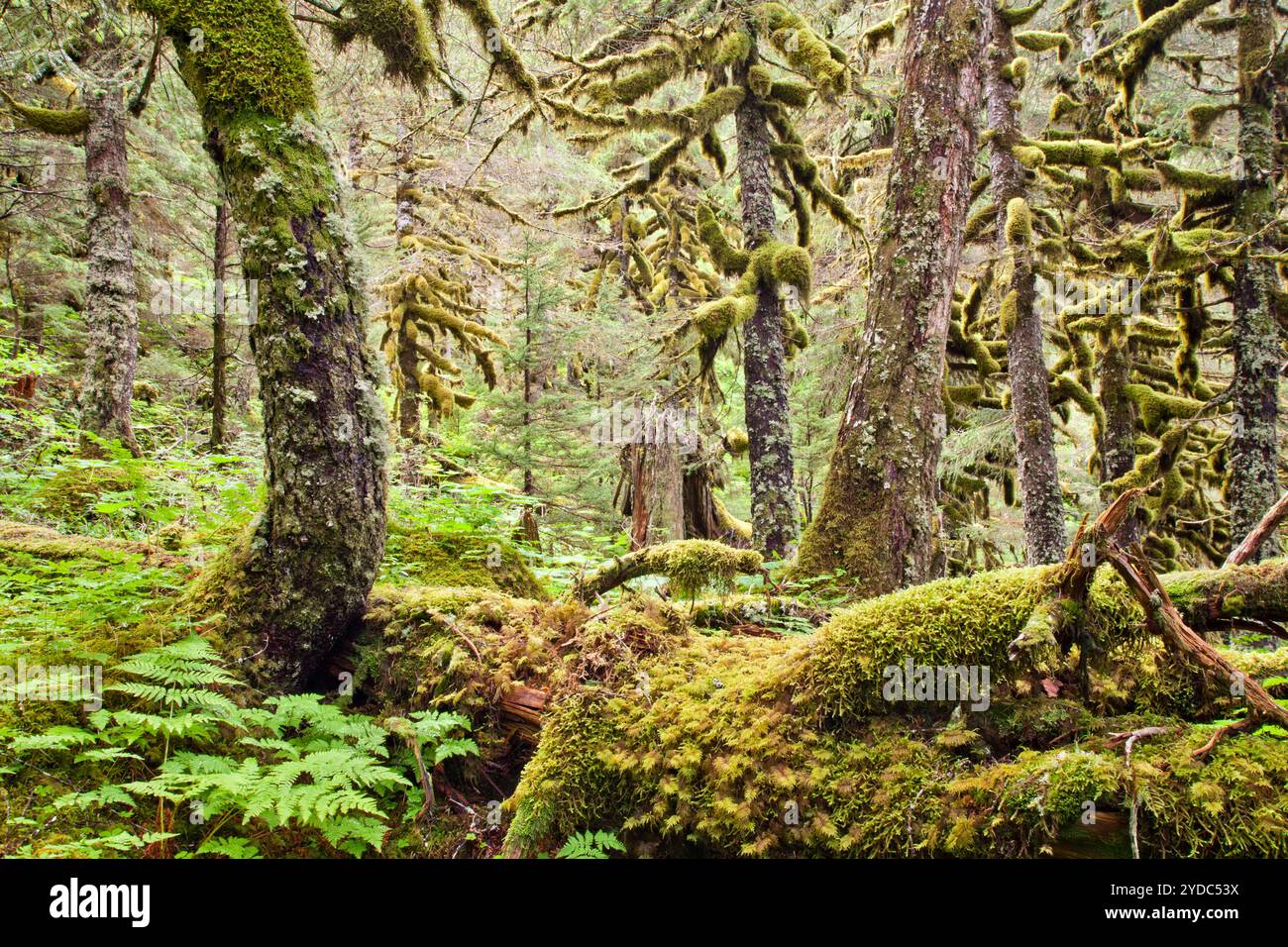 Chugach National Forest, Portage Valley, Alaska, USA Stockfoto