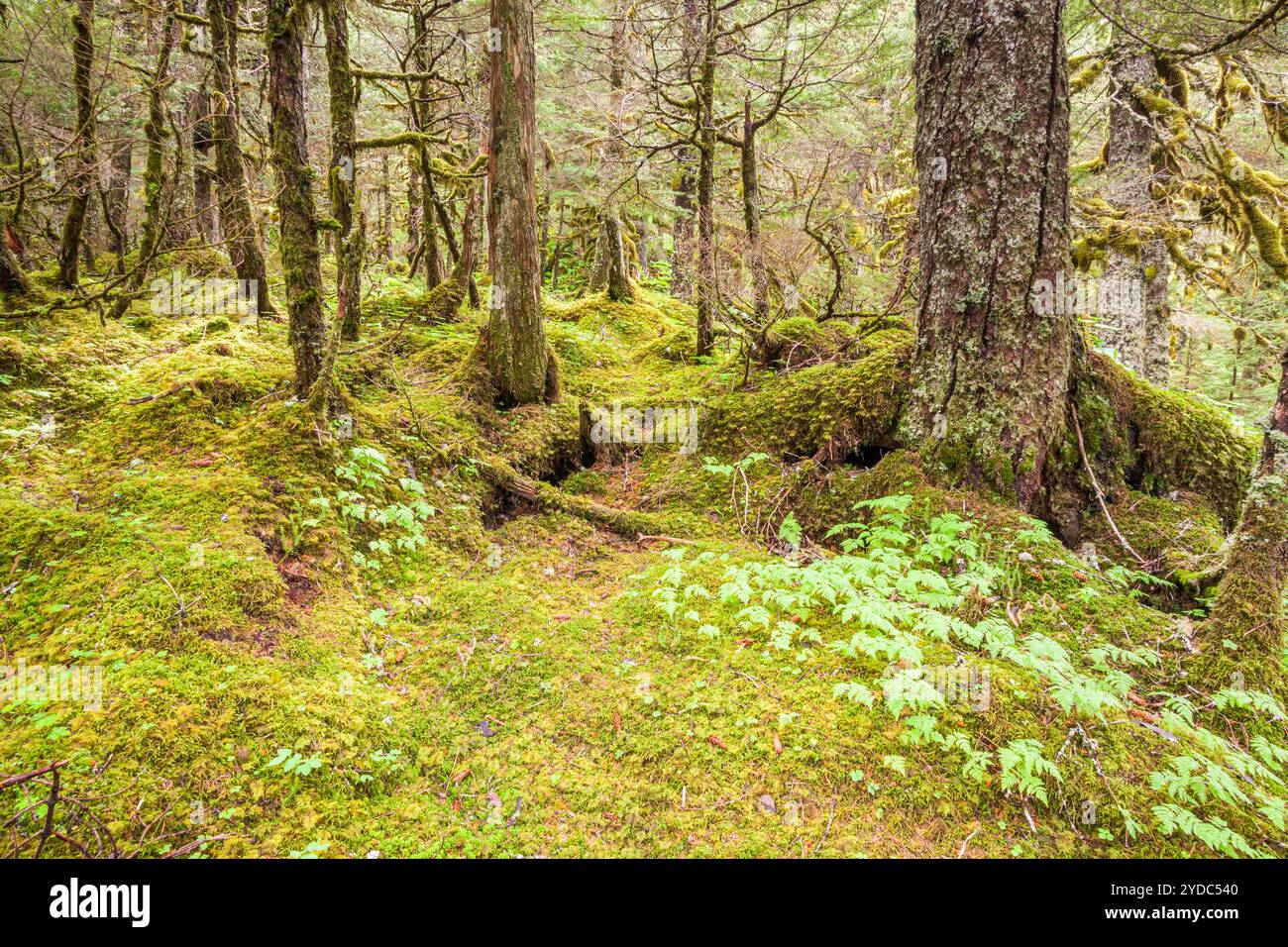Chugach National Forest, Portage Valley, Alaska, USA Stockfoto