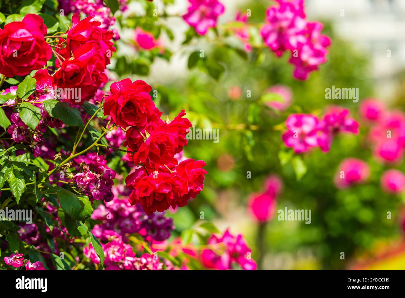 Bush von wunderschönen Rosen im Garten Stockfoto